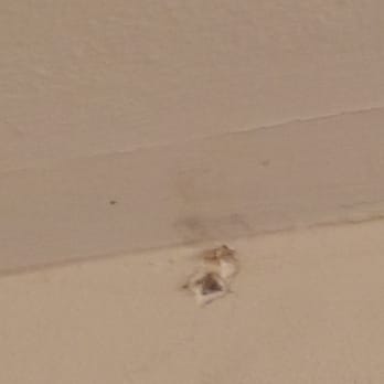 The BrickKicker - This is the mold - Home Inspectors Near Me - Lisle, Illinois The BrickKicker - This is the mold - Home Inspectors Near Me - Lisle, Illinois