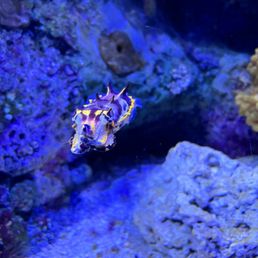 Flamboyant cuttlefish