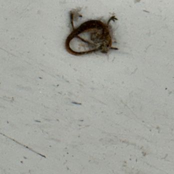 US Storage Centers - Dead baby lizard - Self Storage Near Me - Mohegan Lake, New York US Storage Centers - Dead baby lizard - Self Storage Near Me - Mohegan Lake, New York