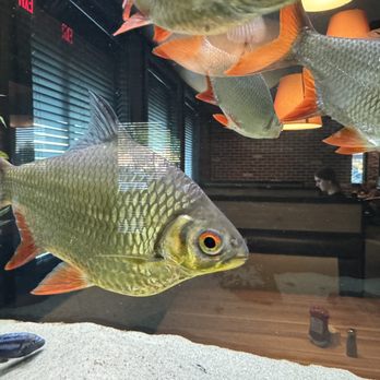 Cheddar's Scratch Kitchen - No, you don't get to pick out which fish you want to eat. - Comfort Food Near Me - Glendale, Arizona