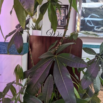China Star - a plant with purple leaves in a room - Chinese Near Me - Union, New Jersey