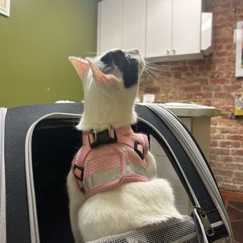 The Cat Practice - Moo - Veterinarians Near Me - New Orleans, Louisiana The Cat Practice - Moo - Veterinarians Near Me - New Orleans, Louisiana