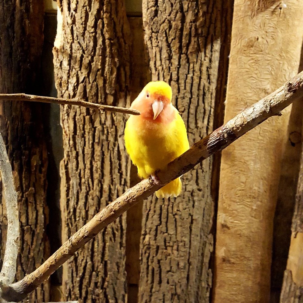 Bird Kingdom - Zoos Near Me - Niagara Falls, Ontario