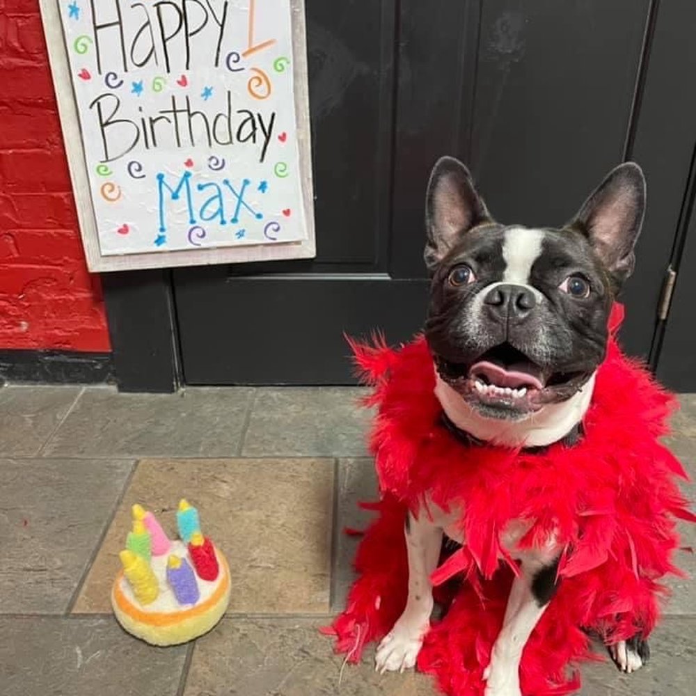 Pals for Pups - Pet Sitting Near Me - Roselle, Illinois Pals for Pups - Pet Sitting Near Me - Roselle, Illinois
