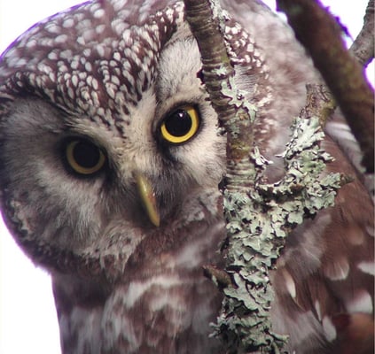 Bohemian Club by null