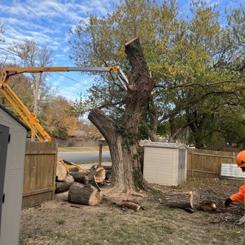 Sammy D’s Tree Service - Tree Services Near Me Sammy D’s Tree Service - Tree Services Near Me