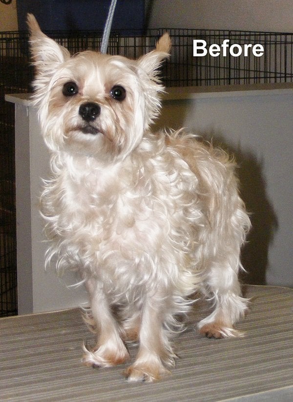 INDYSDOGS 11 Photos 802 Powhatan Dr, Indianapolis, Indiana Pet