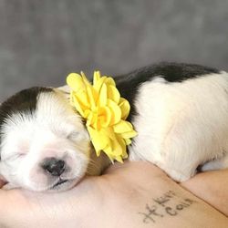 B&B Designer Breed Shihpoo