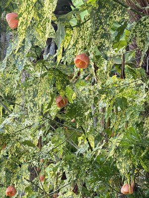 Filbert Steps by null