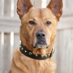 Ella's Lead - Niko looks so handsome in his black leather and jade accents :)