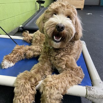Deep Connection K9 Academy - 11 month old, Watson - Pet Training Near Me
