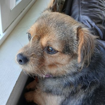Claws N Paws Day Spa - This is not how a yorkie should look. - Pet Groomers Near Me - Fountain Valley, California Claws N Paws Day Spa - This is not how a yorkie should look. - Pet Groomers Near Me - Fountain Valley, California