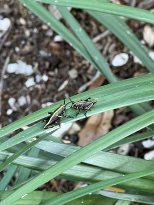 Sawgrass Lake Park by null