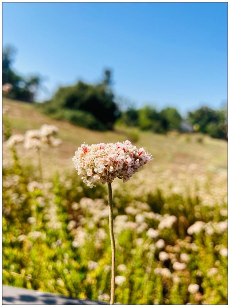Social spots from Walnut Creek Park