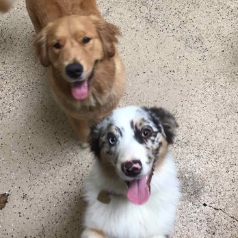 Bow Wow Care 101 - Pet Groomers Near Me - Laguna Niguel, California