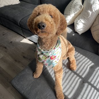 Trendy Paws Pet Spa - Pet Groomers Near Me - North Palm Beach, Florida Trendy Paws Pet Spa - Pet Groomers Near Me - North Palm Beach, Florida