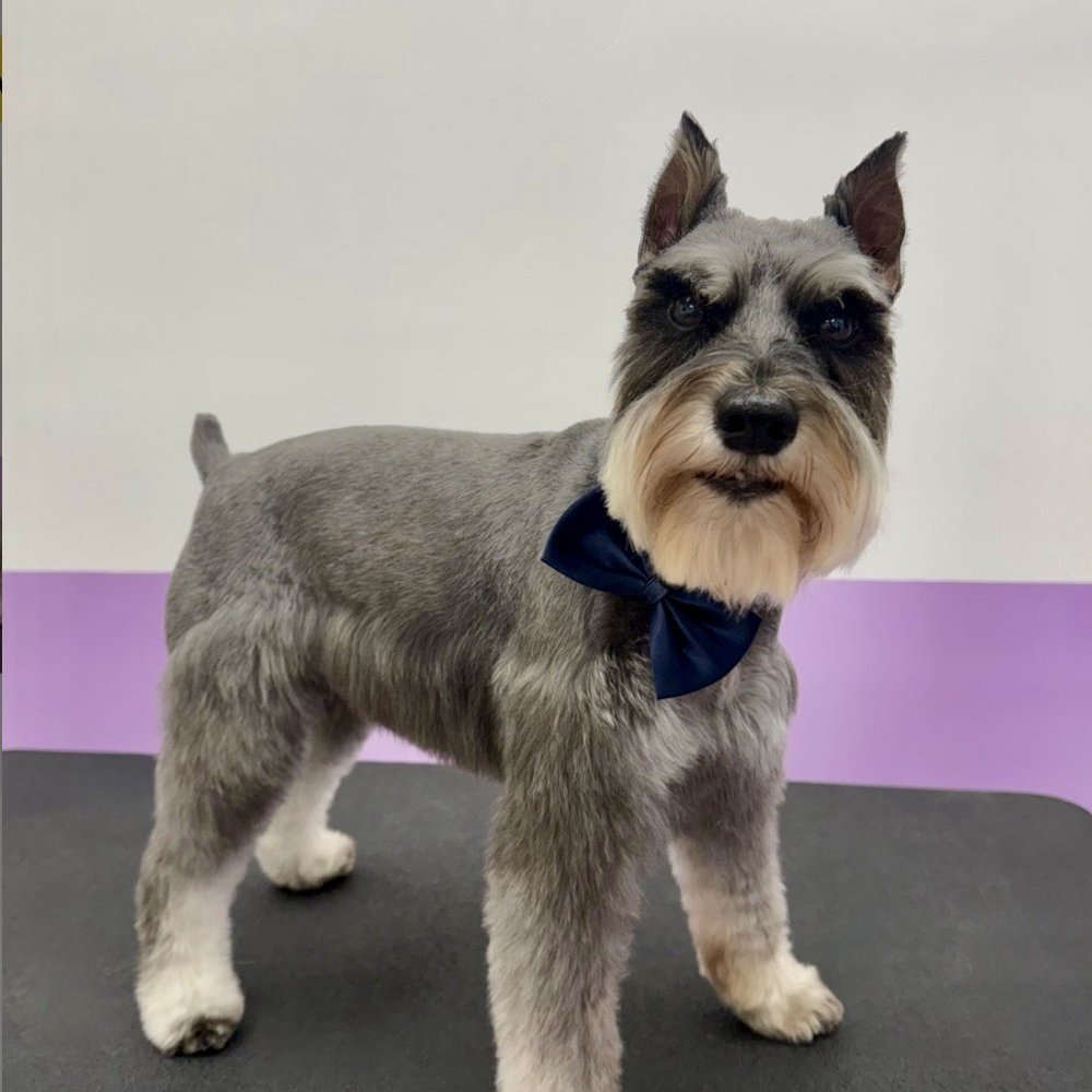 Pawssentials - Duke - Pet Groomers Near Me - Milpitas, California