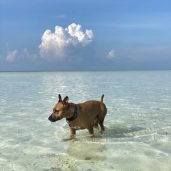 Only the best sandbars, for any size dog