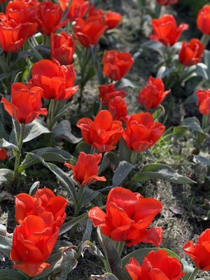 Veldheer Tulip Gardens by null