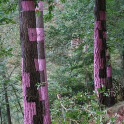 El bosque pintado de Oma