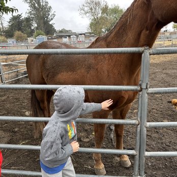 American Made Farm Sanctuary - Petting Zoos Near Me - Petaluma, California
