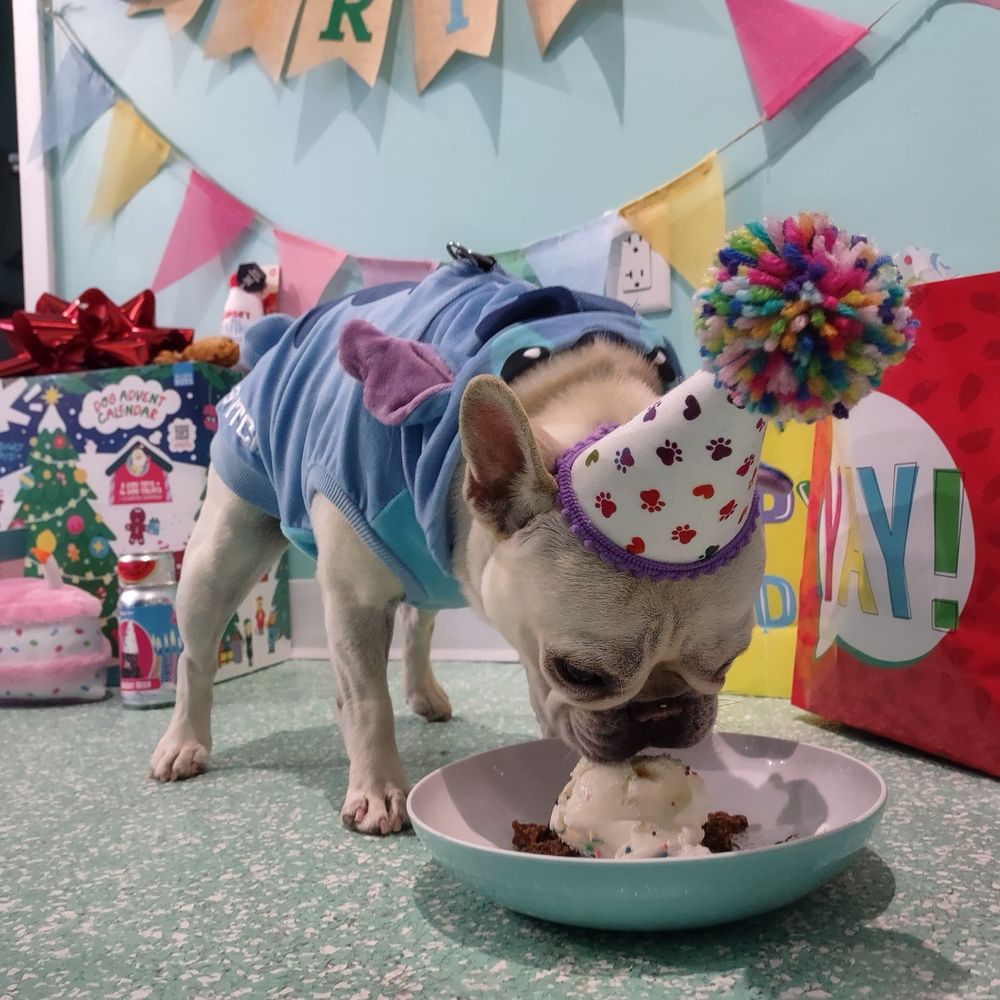 Salty Paws - He couldn't be happier! Ice cream, birthday hat, birthday canned drink, stuffed cake and more from Salty Paws - Pet Stores Near Me - Milwaukee, Wisconsin Salty Paws - He couldn't be happier! Ice cream, birthday hat, birthday canned drink, stuffed cake and more from Salty Paws - Pet Stores Near Me - Milwaukee, Wisconsin