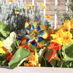 Early Education Cooperative Preschool - Community Garden