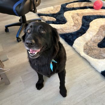 PetSmart - Pet Training Near Me - Spring Hill, Florida