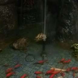 fish swimming in a fountain