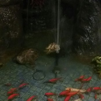 Hibachi Buffet - fish swimming in a fountain - Sushi Bars Near Me - Burlington, North Carolina