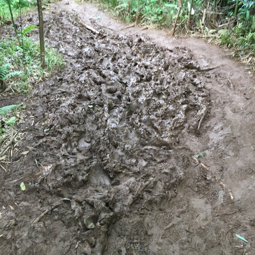 Lulumahu Falls - The mud that's in the bamboo forest - Hiking Near Me - Honolulu, Hawaii