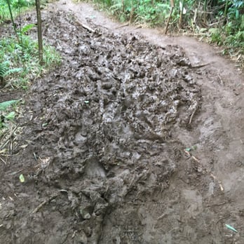 Lulumahu Falls - The mud that's in the bamboo forest - Hiking Near Me - Honolulu, Hawaii Lulumahu Falls - The mud that's in the bamboo forest - Hiking Near Me - Honolulu, Hawaii