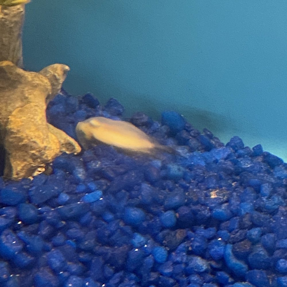 PetSmart - Oh wait what's that one more - Pet Stores Near Me - North Wales, Pennsylvania