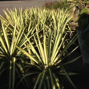 Rivers Plants & Shrubs - Yucca, Var - Nurseries & Gardening Near Me - Forest Park, Georgia Rivers Plants & Shrubs - Yucca, Var - Nurseries & Gardening Near Me - Forest Park, Georgia