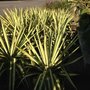 Photo of Rivers Plants & Shrubs