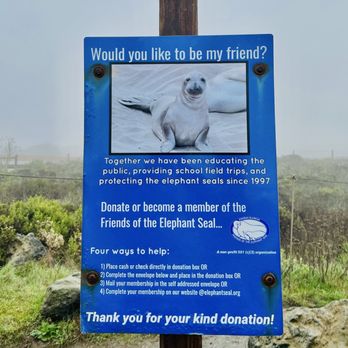 Elephant Seal Vista Point - Beaches Near Me - San Simeon, California Elephant Seal Vista Point - Beaches Near Me - San Simeon, California