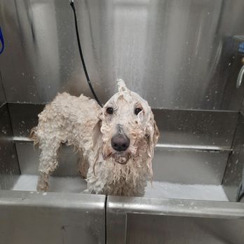 Fur Lab - Pet Groomers Near Me - Edmond, Oklahoma