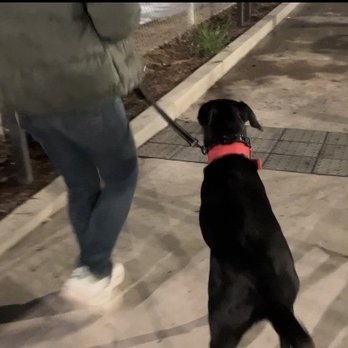 Bay Area K9 Association - Andy heeling - Pet Training Near Me - Santa Clara, California