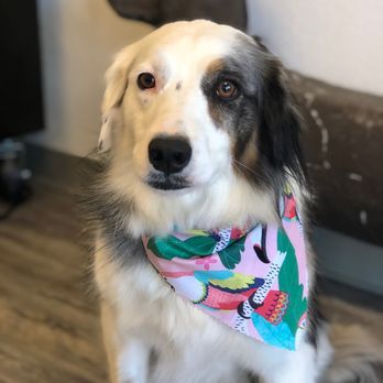 1. A Muttley Crew Pet Grooming