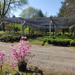McSherry's Nursery And Garden Center - Shrubs