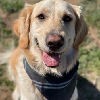 Doggie Do Good - Pet Training Near Me - Arroyo Grande, California Doggie Do Good - Pet Training Near Me - Arroyo Grande, California