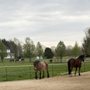 Sunny Sugarcreek Stables
