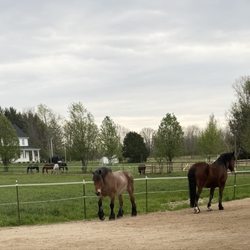 Sunny Sugarcreek Stables