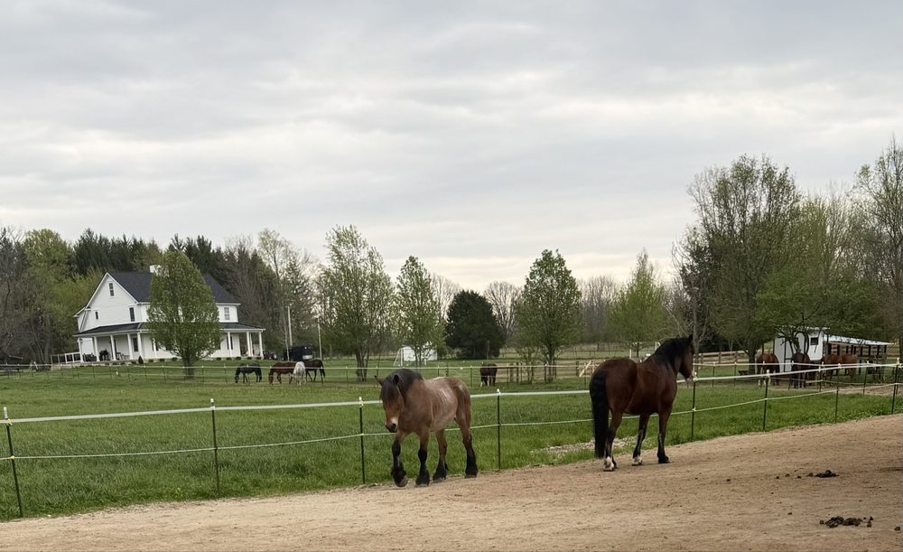 Sunny Sugarcreek Stables Logo