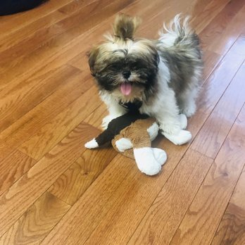 Puppy Boutique - Jaxson 3 1/2 - Pet Stores Near Me - Brooklyn, New York Puppy Boutique - Jaxson 3 1/2 - Pet Stores Near Me - Brooklyn, New York