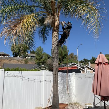 The Best Tree Care Service - Cleaning queen palms - Tree Services Near Me The Best Tree Care Service - Cleaning queen palms - Tree Services Near Me