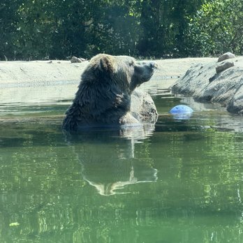 Memphis Zoo - Bear - Zoos Near Me - Memphis, Tennessee Memphis Zoo - Bear - Zoos Near Me - Memphis, Tennessee