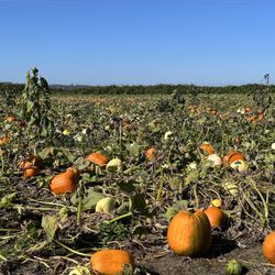 Organic Matters Ranch - Pumpkins