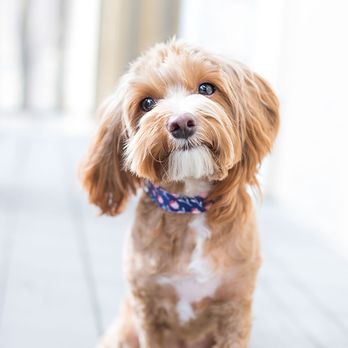Bark Busters Home Dog Training - Pet Training Near Me Bark Busters Home Dog Training - Pet Training Near Me