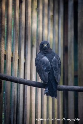 Cascades Raptor Center by null